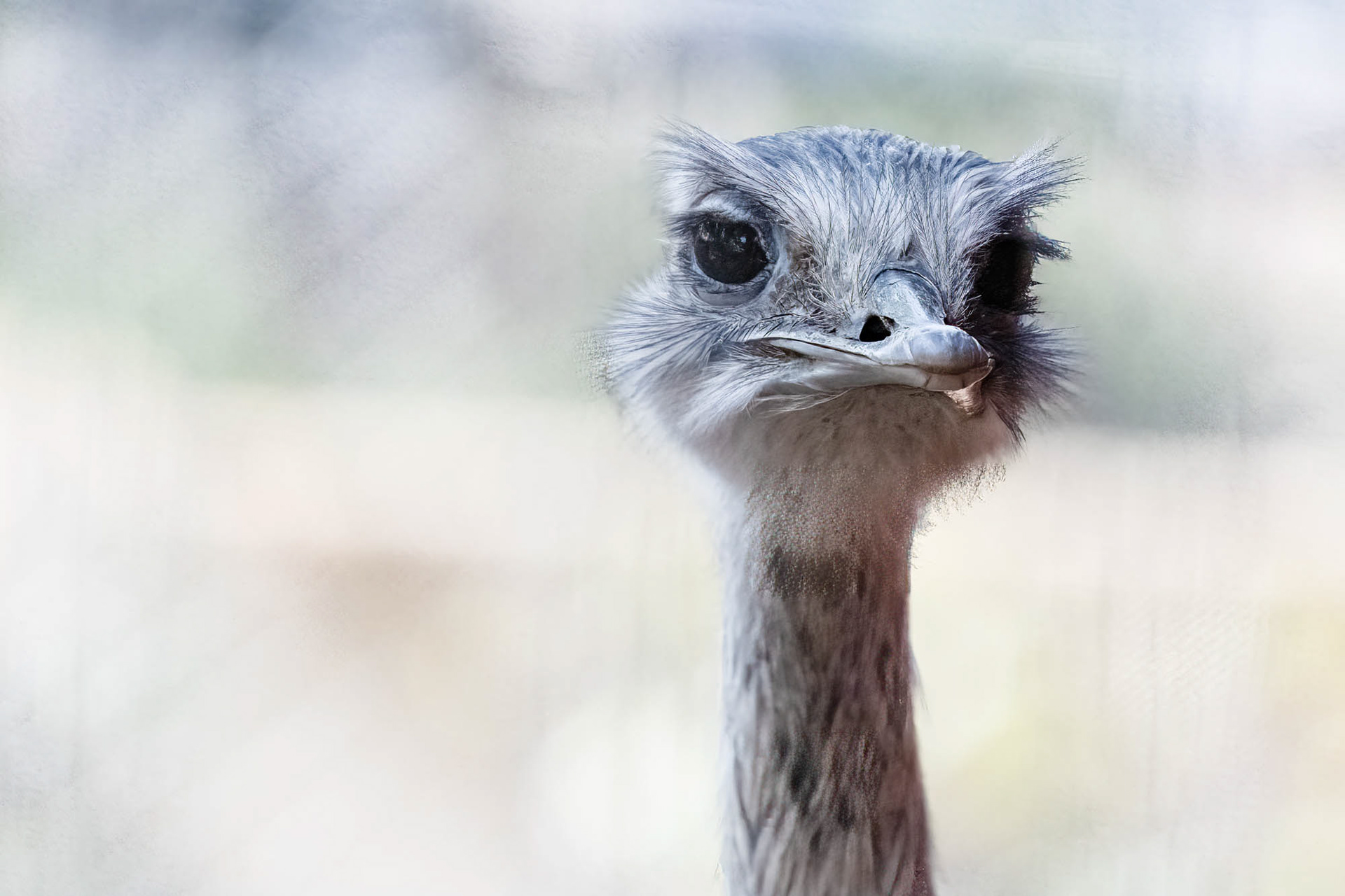 Emu  Cape May Zoo New Jersey