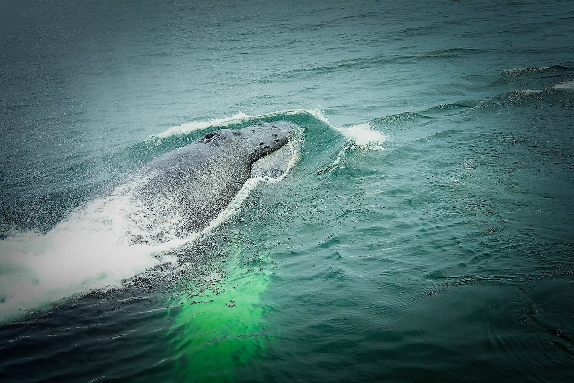 Whales Provincetown Cape Cod Mass 