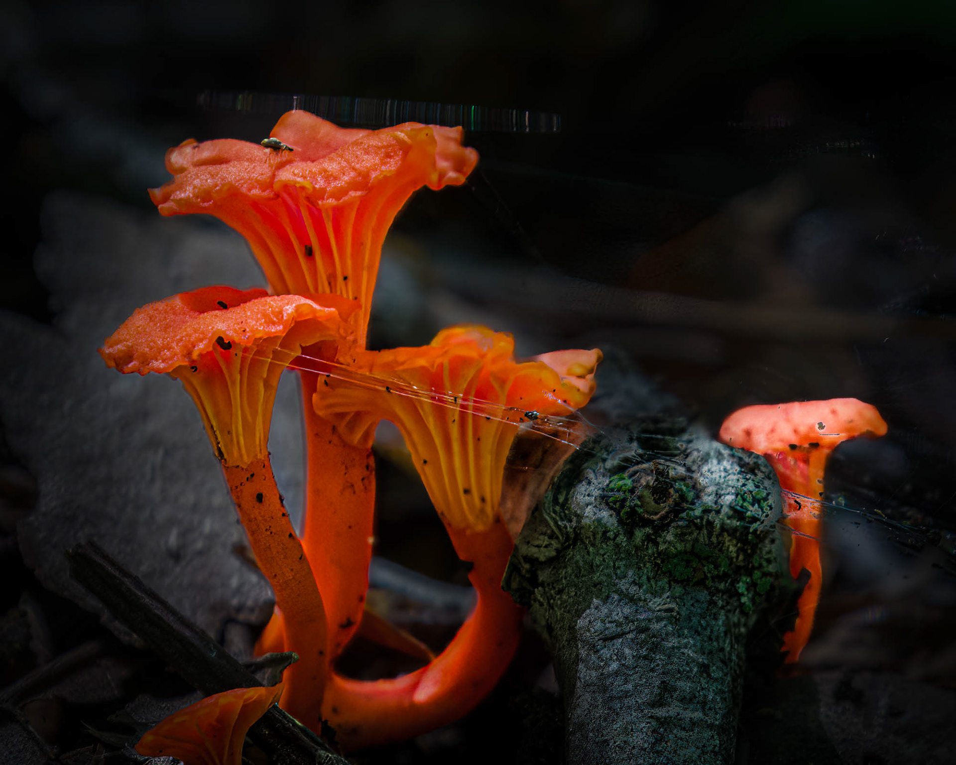 Penny Pack Park Philadelphia