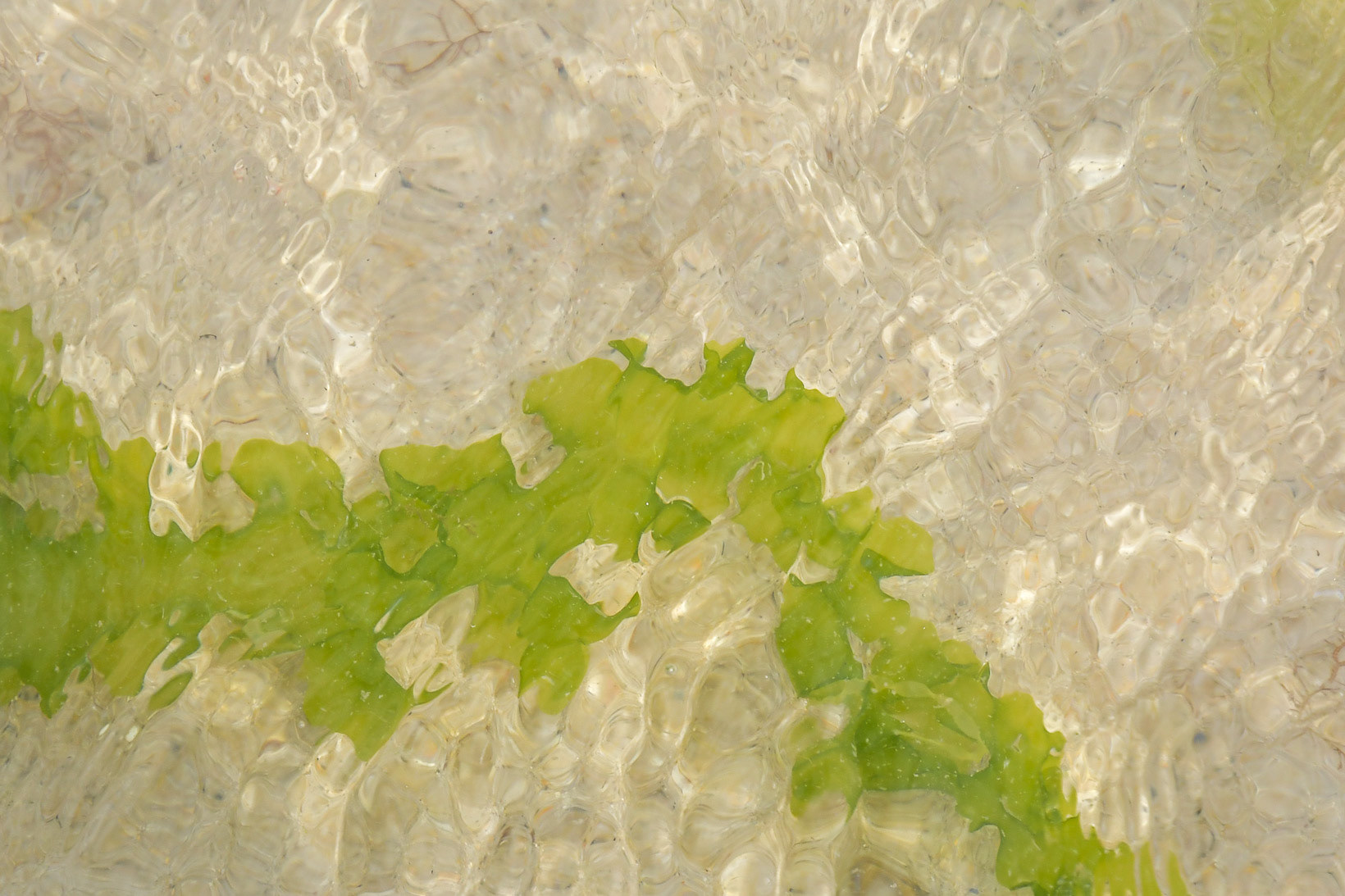 Sea Weed Cape Cod Mass