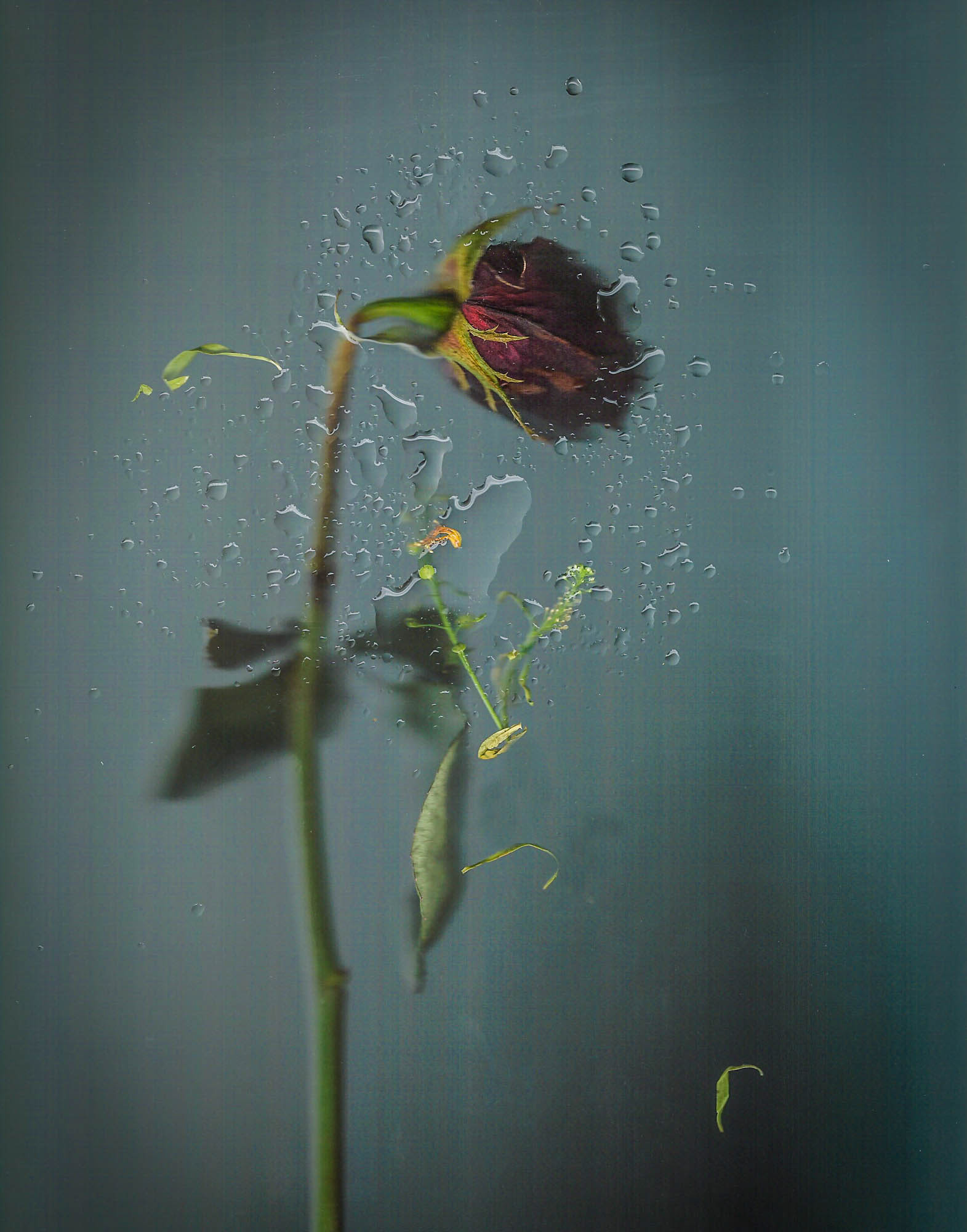 Water & Rose