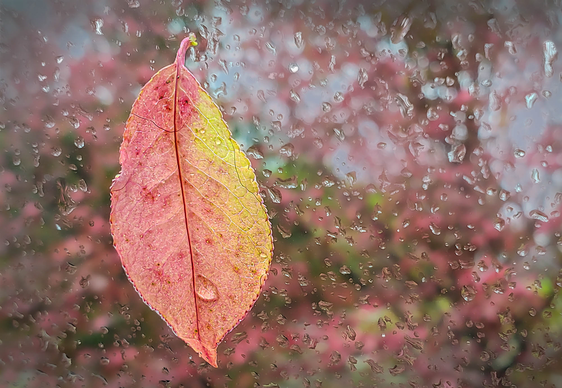 Wet leaf on window