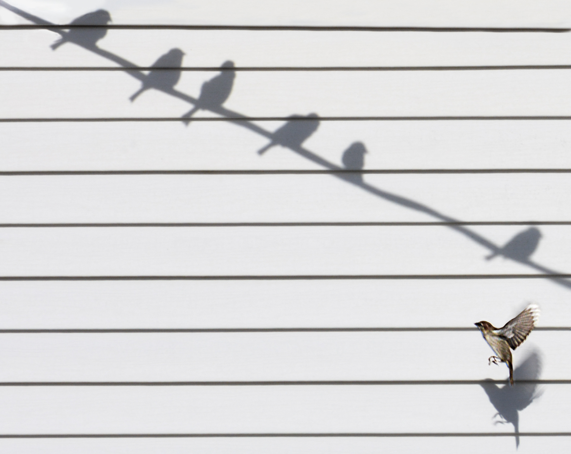 1st Place Winner 2020 B&H Aviary Category