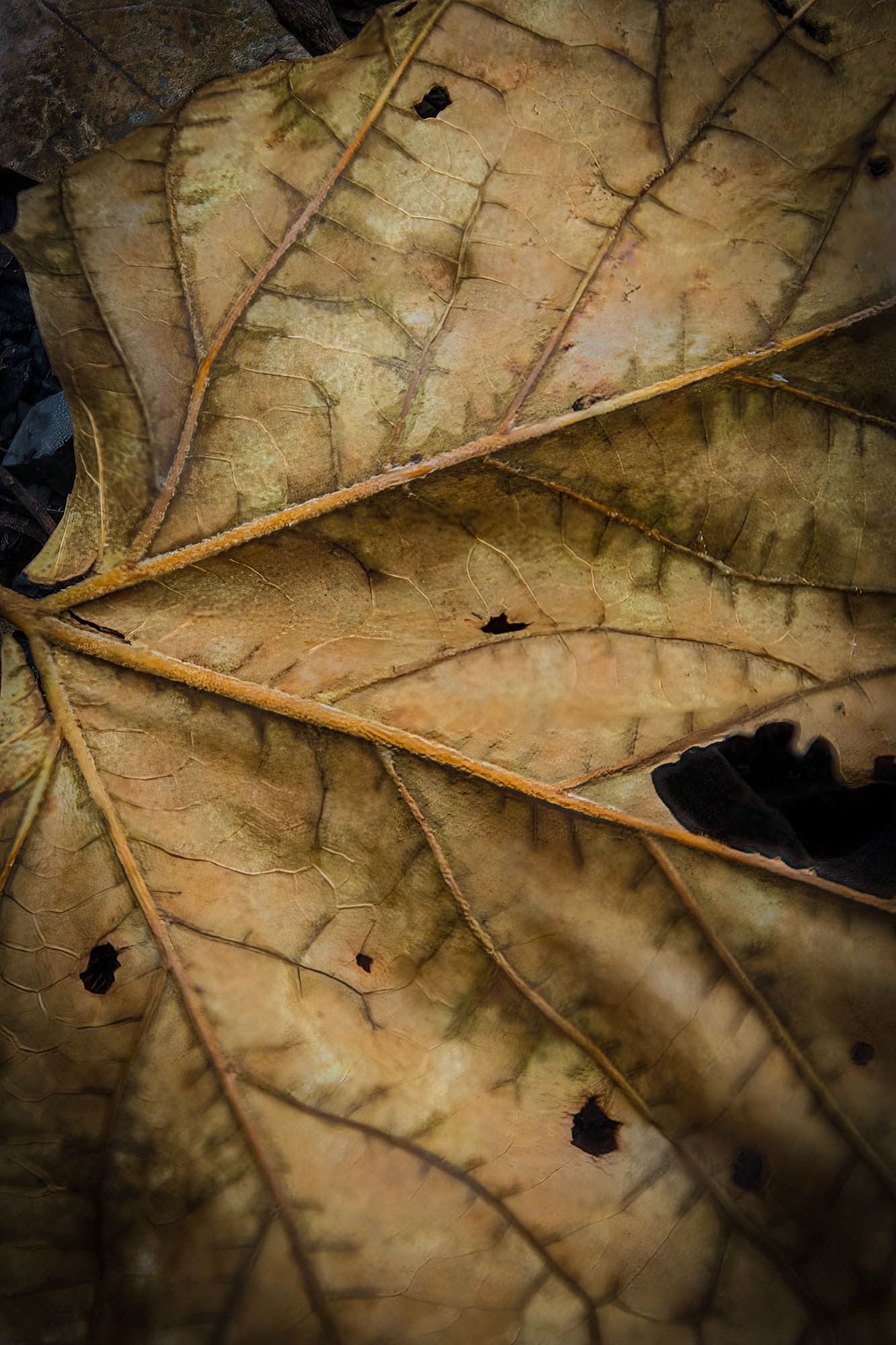 Fall Leaf