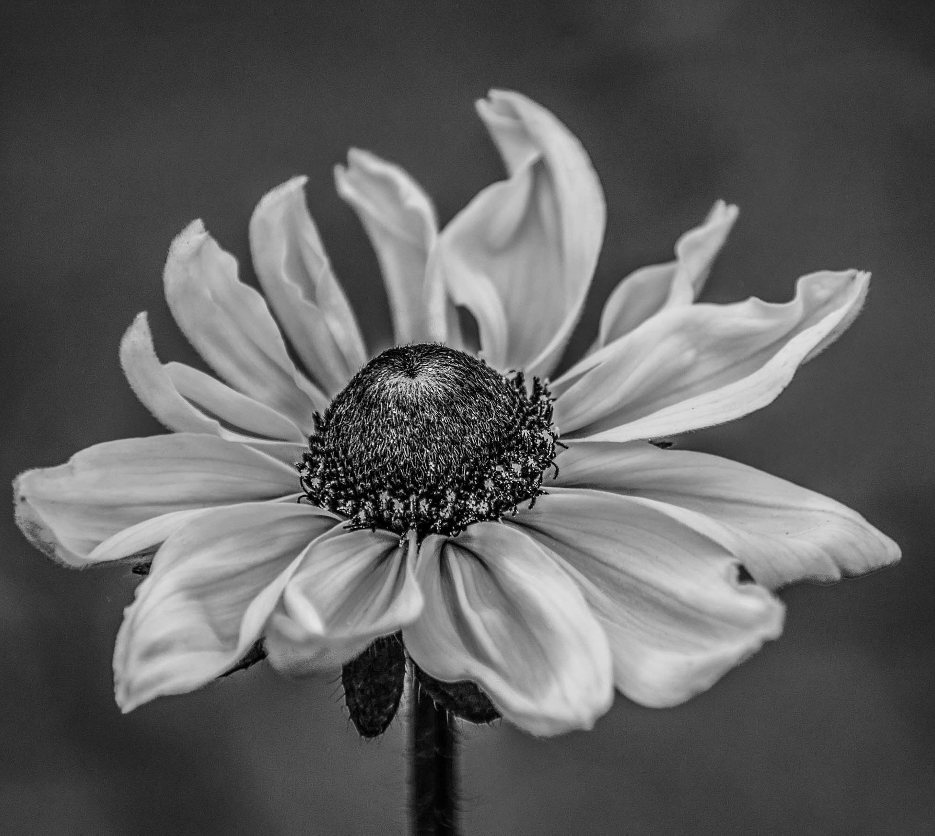 Black-Eyed Susan
