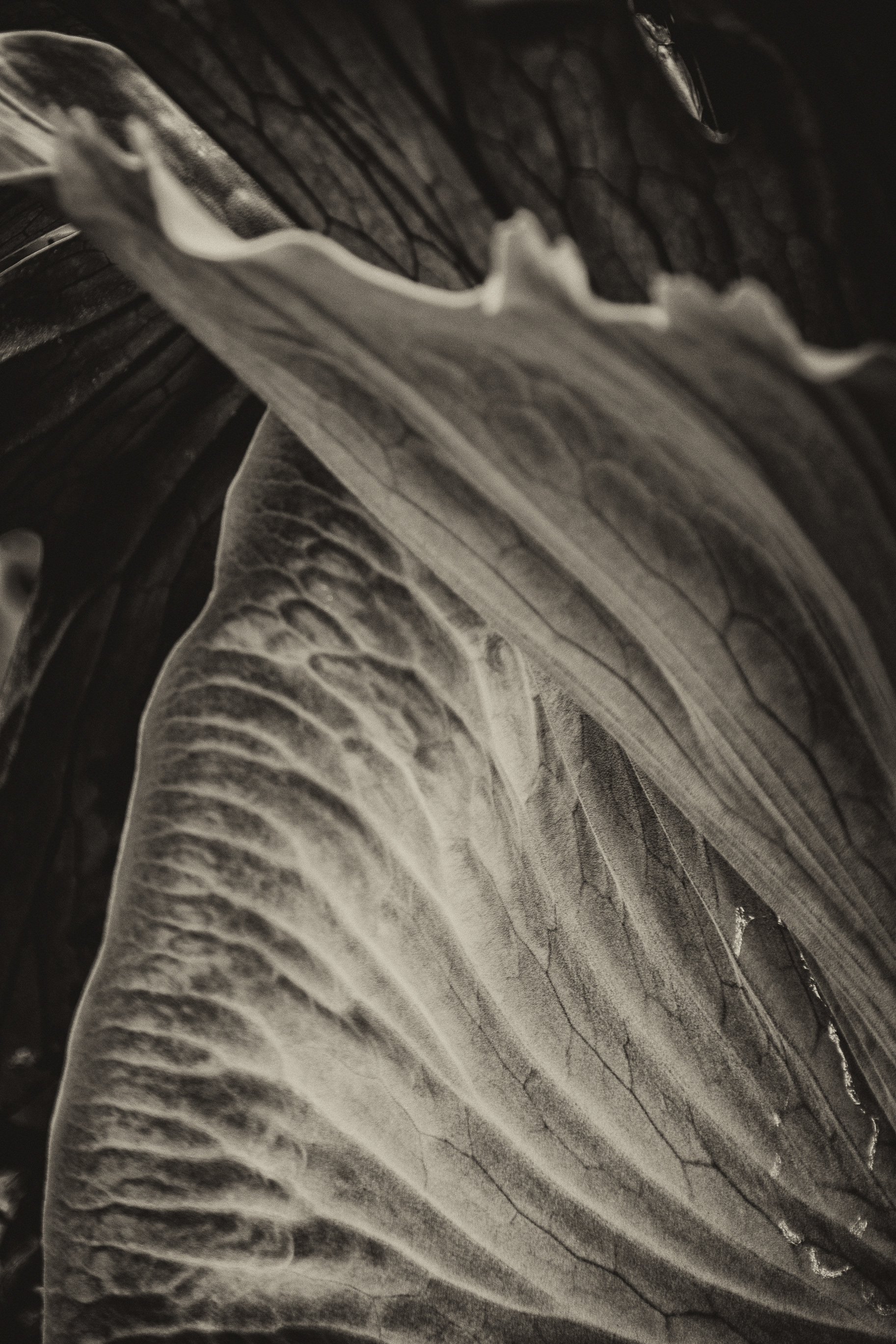 Leaf