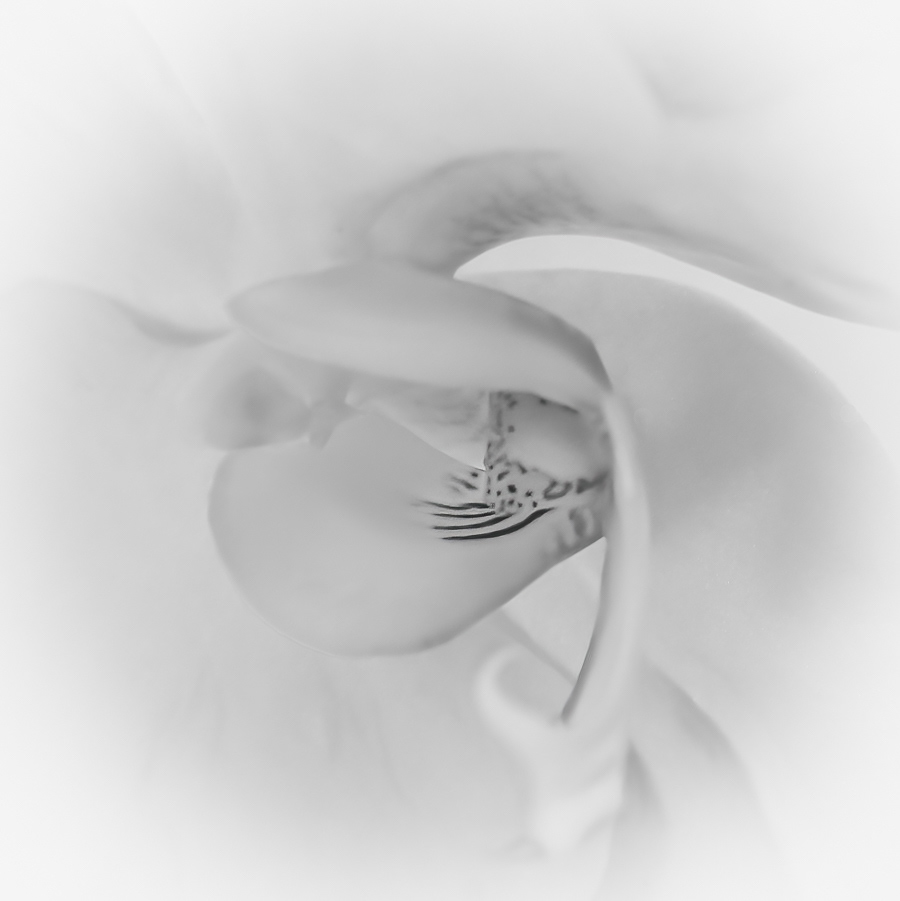 Orchid