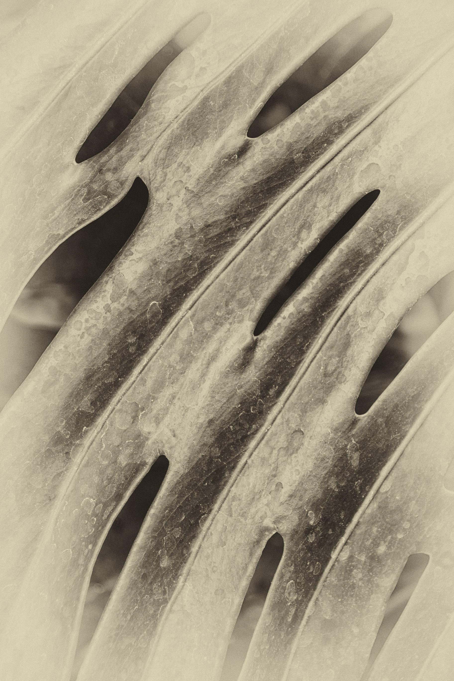 Plant Holes