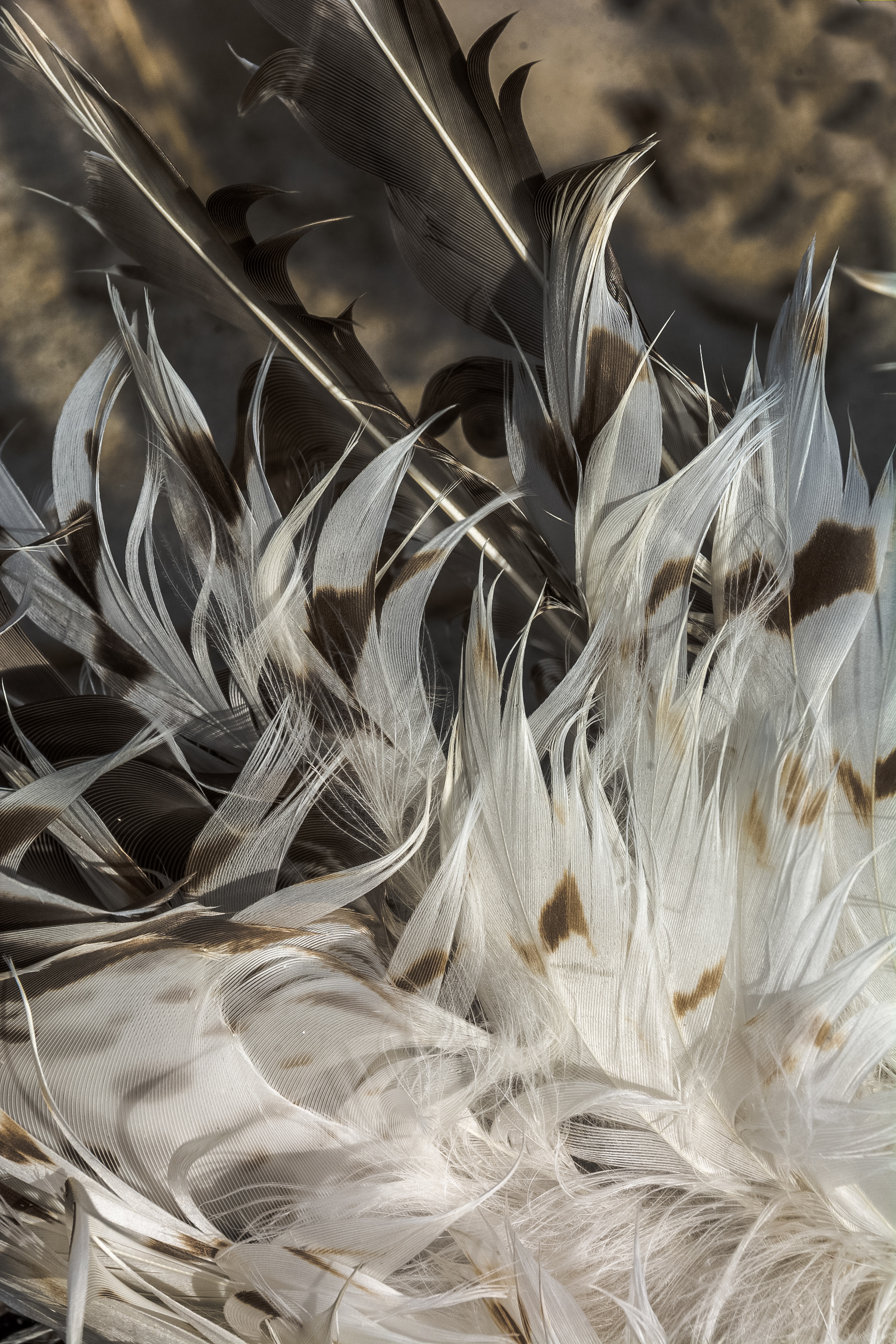 Sea Gull Feathers