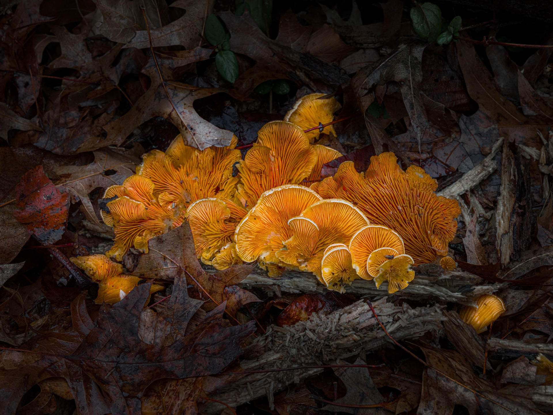Churchville Nature Center Pennsylvania