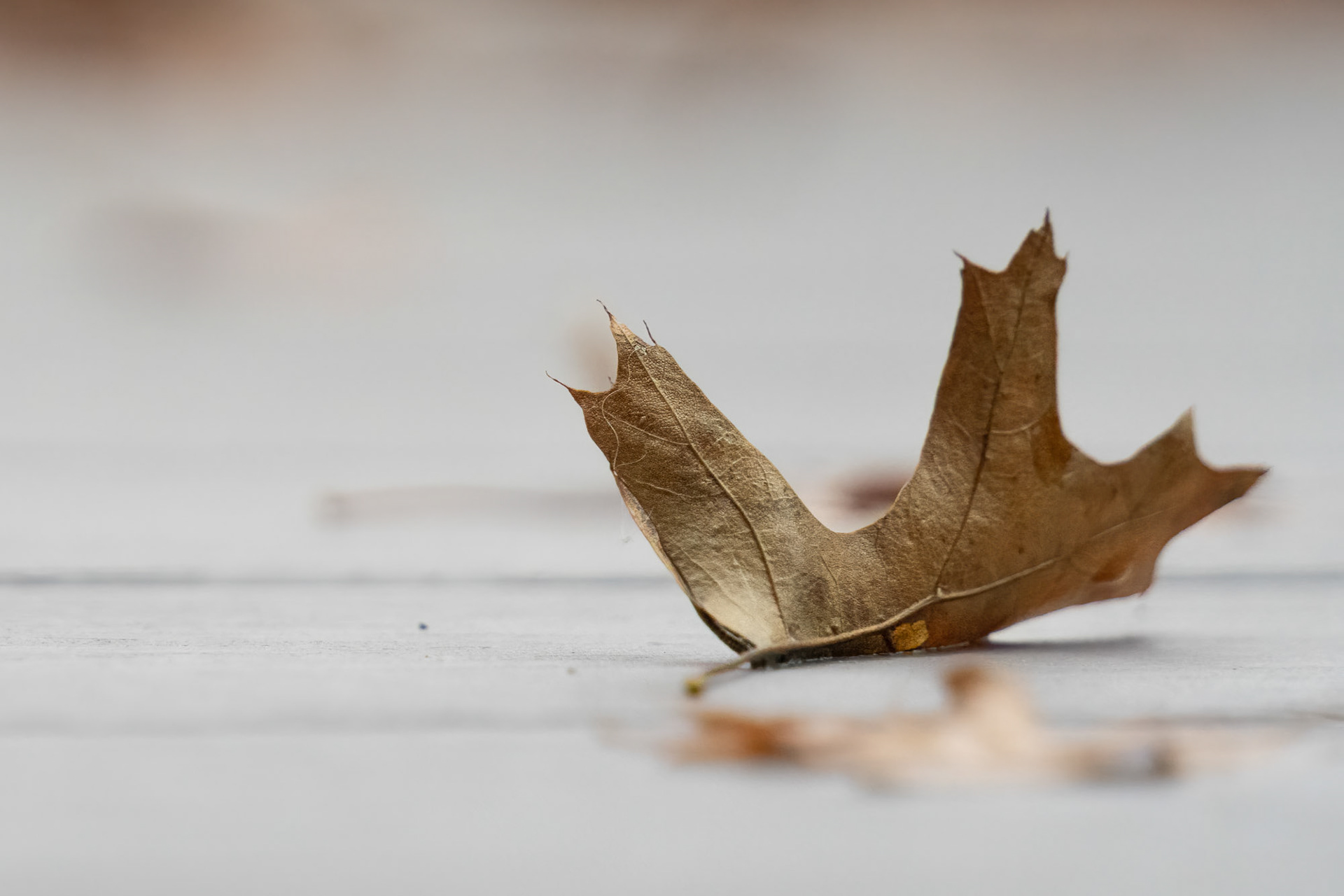 Fall Leaf