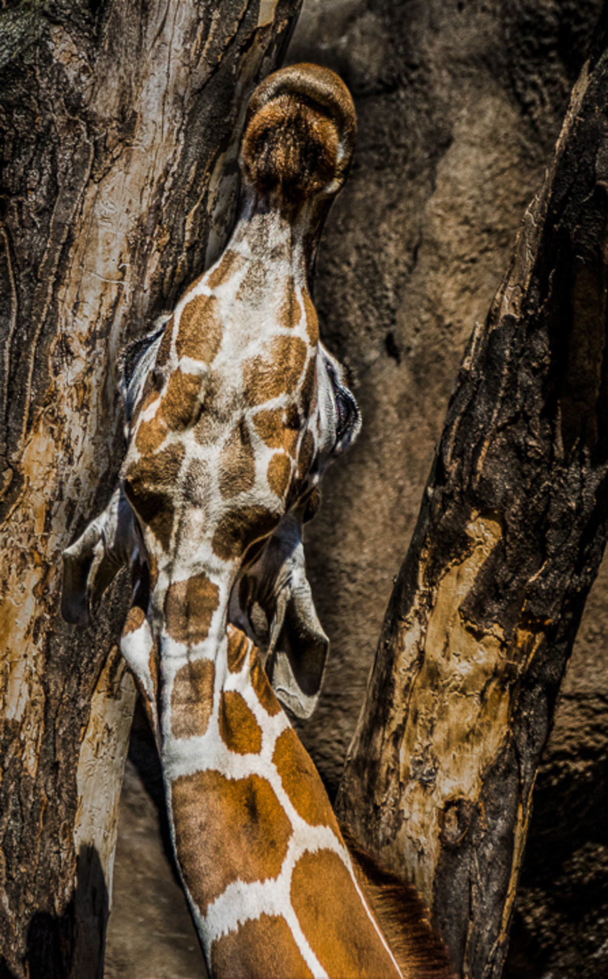 Scratching Up Philadelphia Zoo
