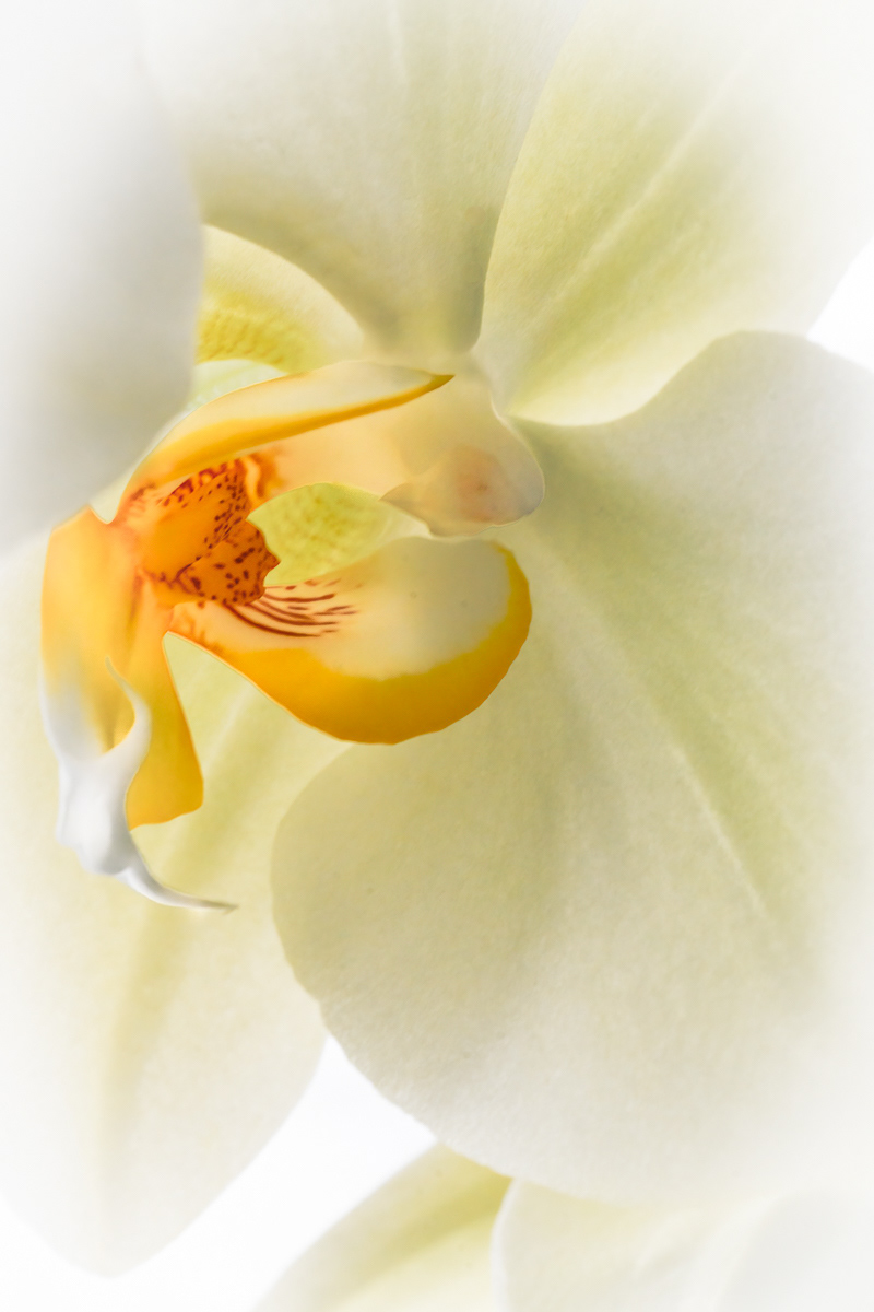 Orchid