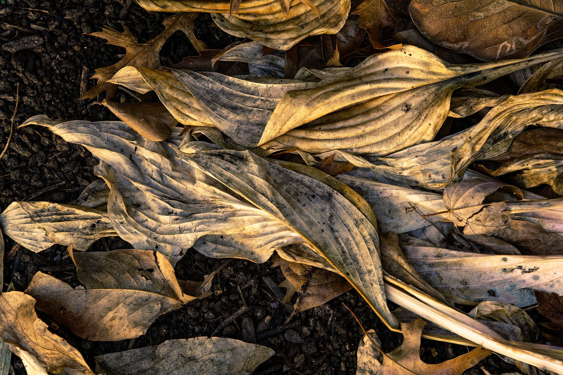 Hosta Leaves