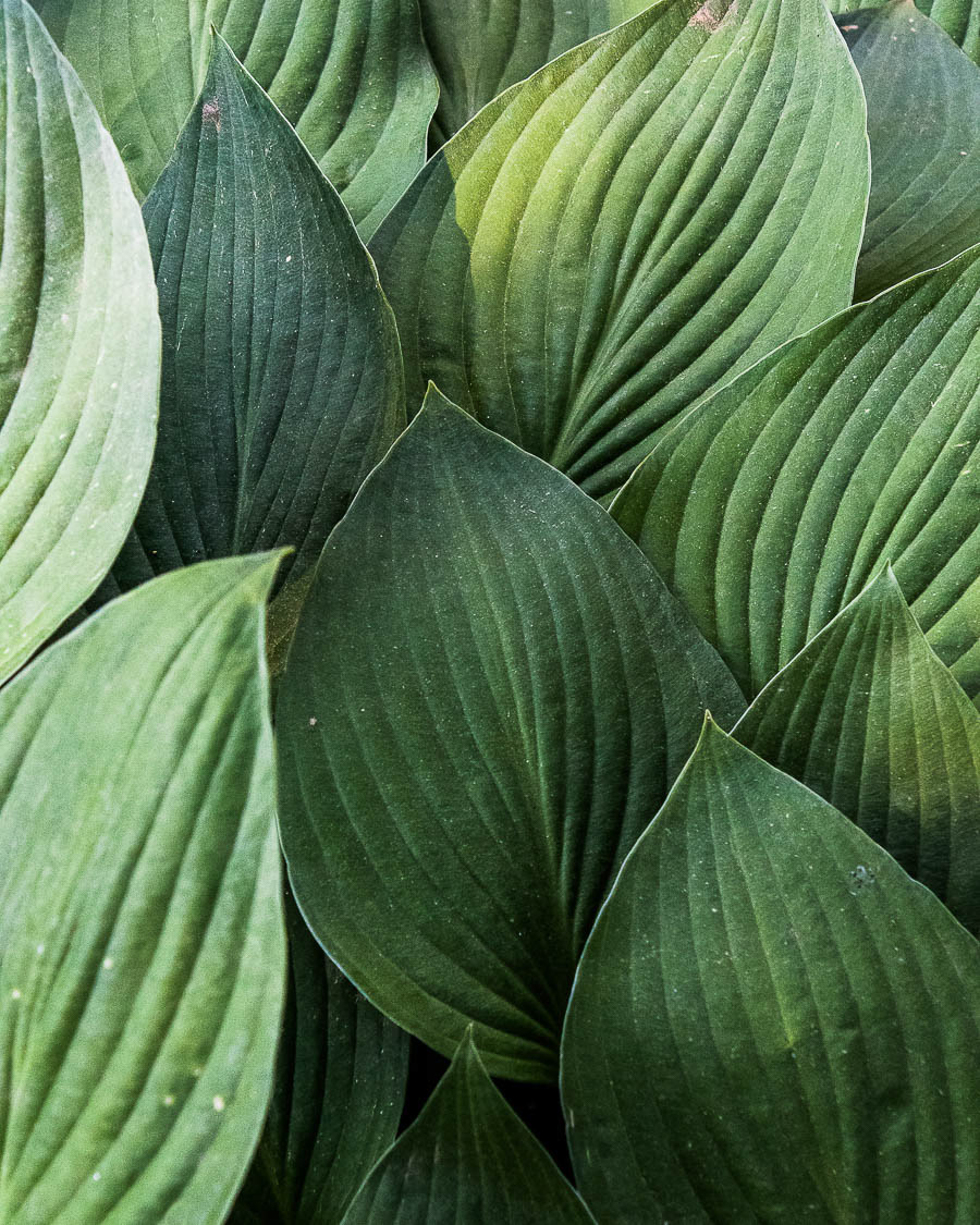 Hosta