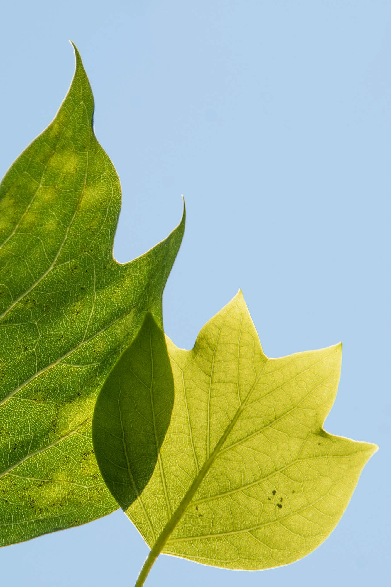Leaf shadow