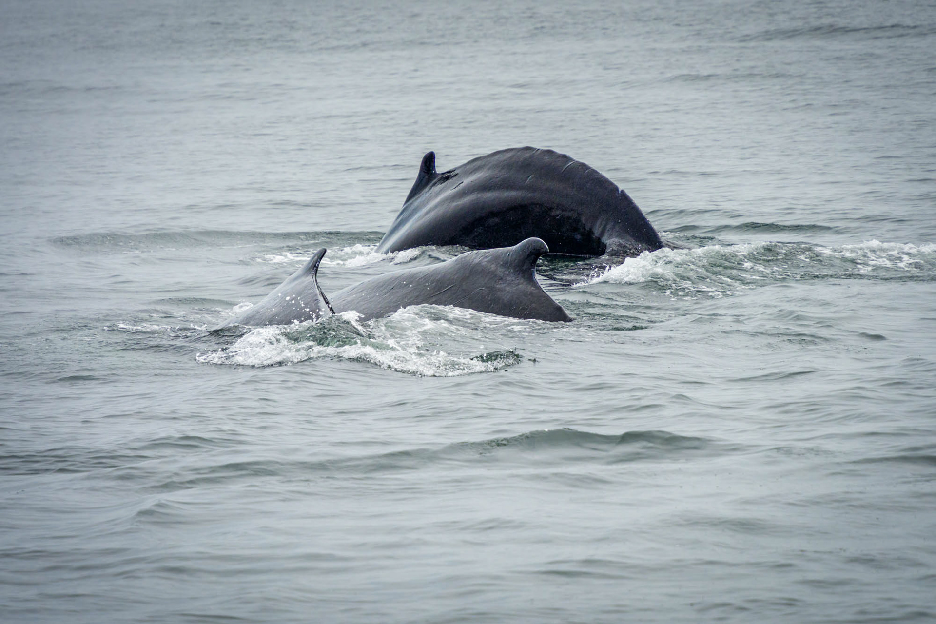 Whales Provincetown Cape Cod Mass 