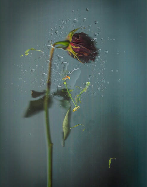 2nd Place in the 2023 Philadelphia Flower Show & Bristol Photographers Club competition