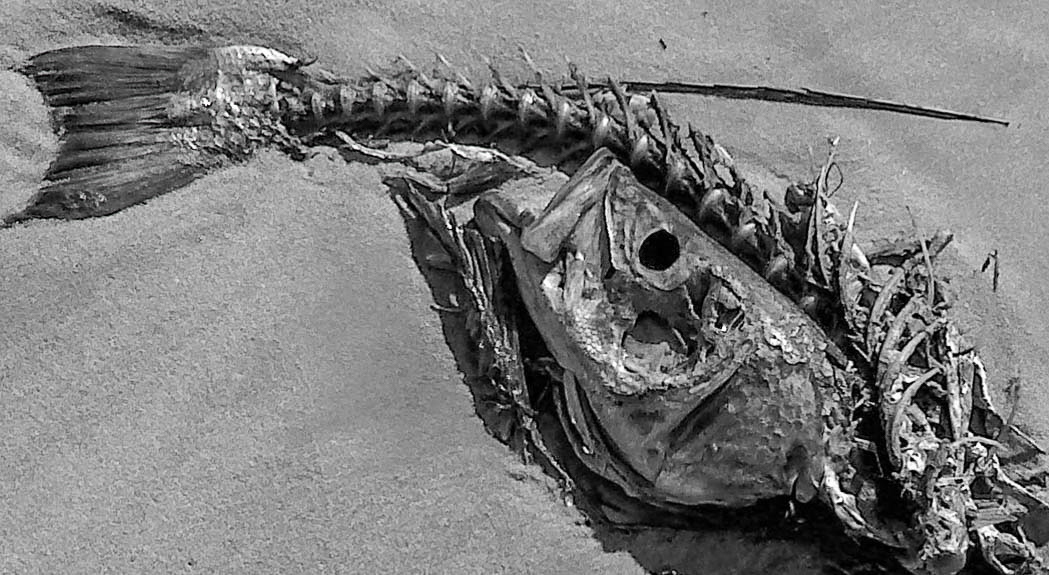 Beauty in what remains