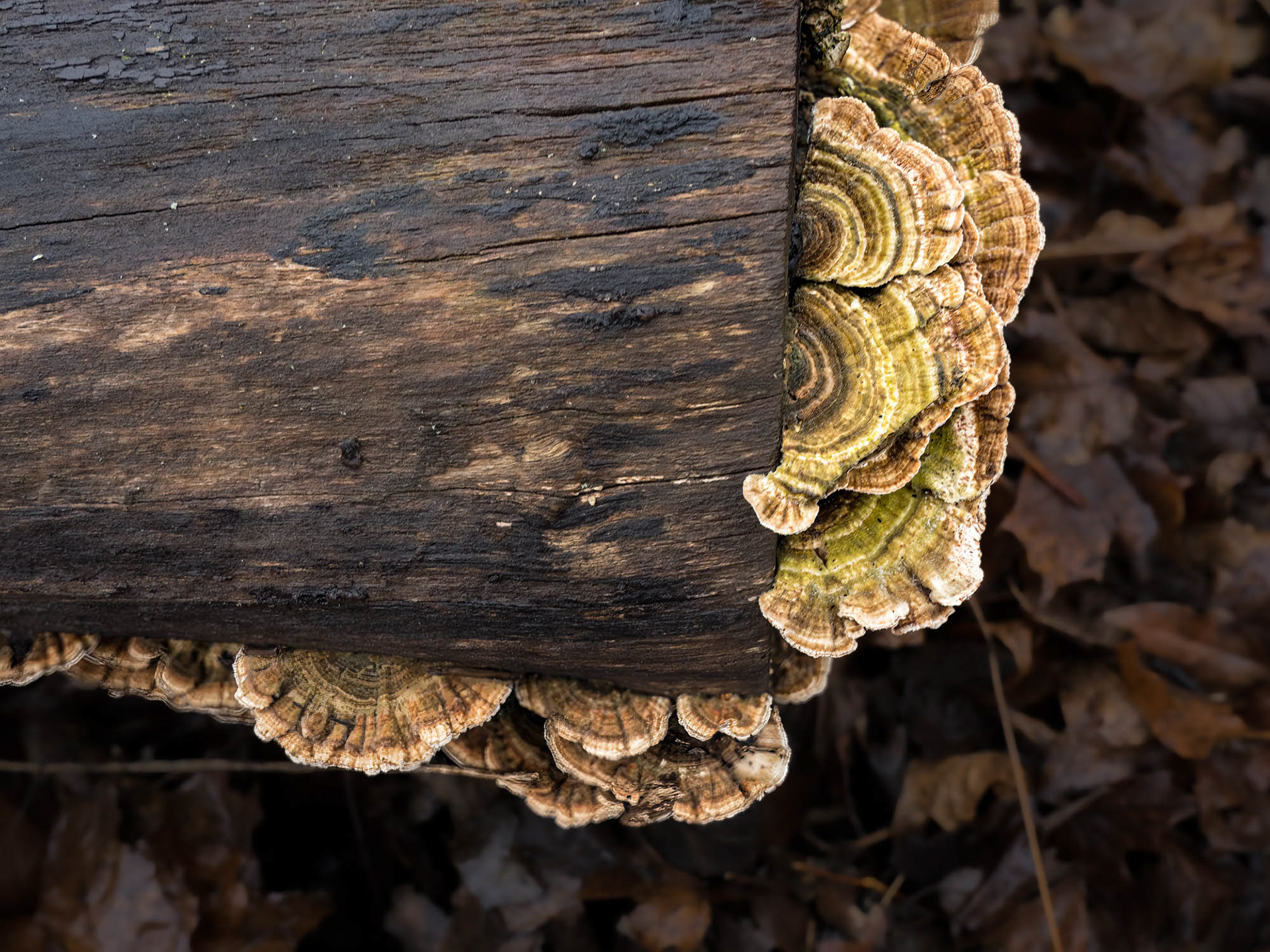 Churchville Nature Center Pennsylvania