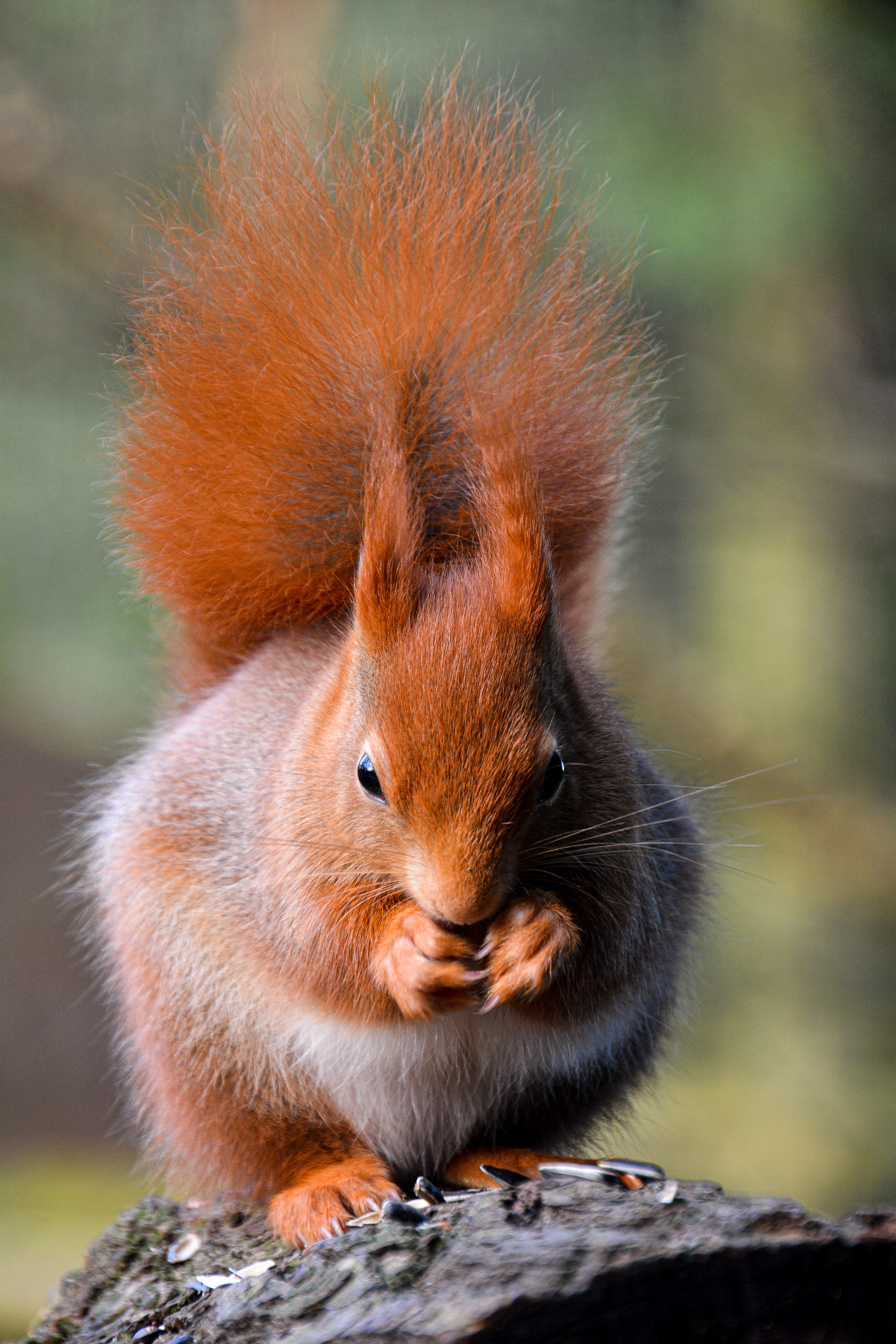 Red Squirrel