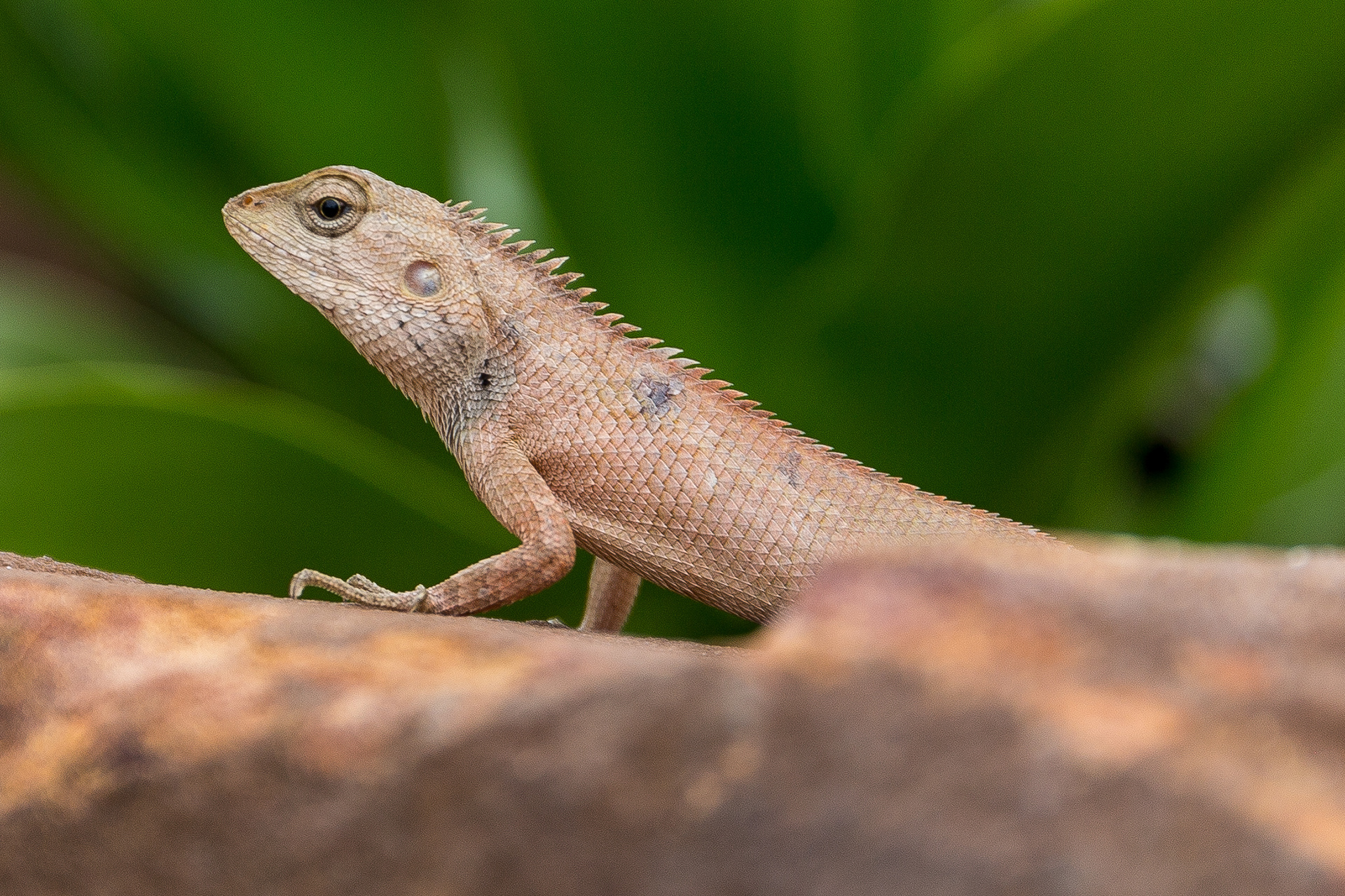 Lizards in Kep, Cambodia