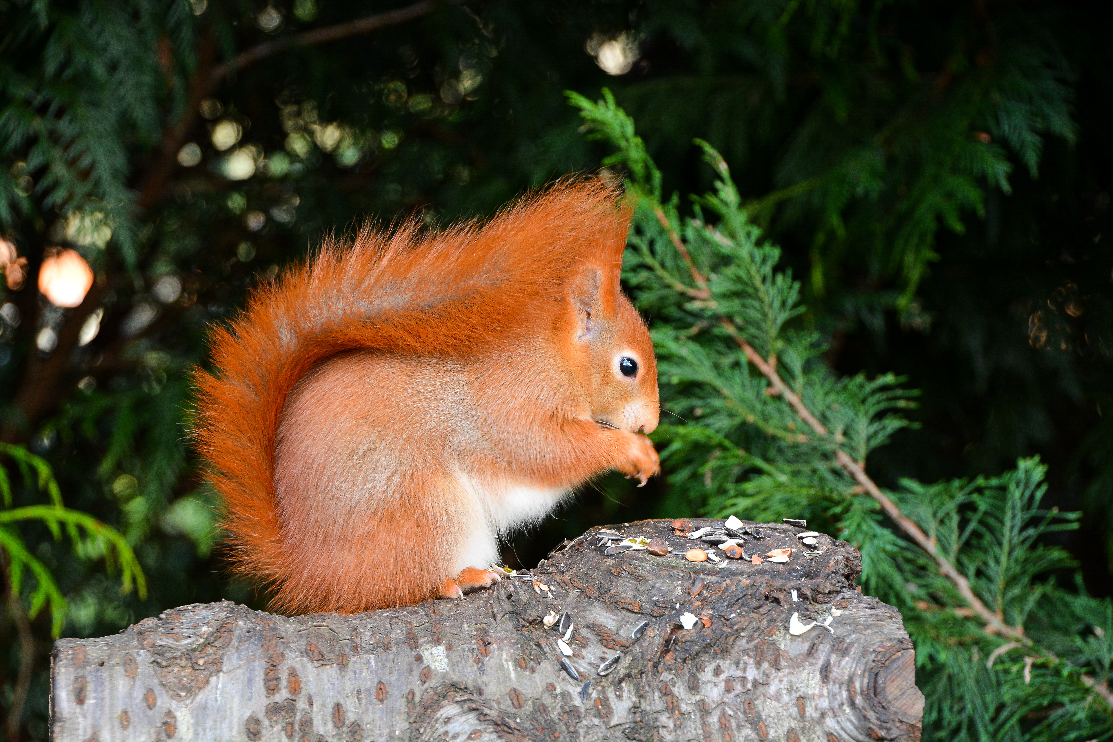 Red Squirrel