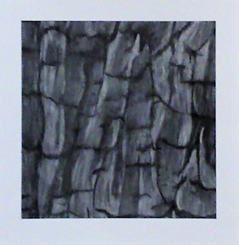 "Bark"  10"W x 10"H, graphite