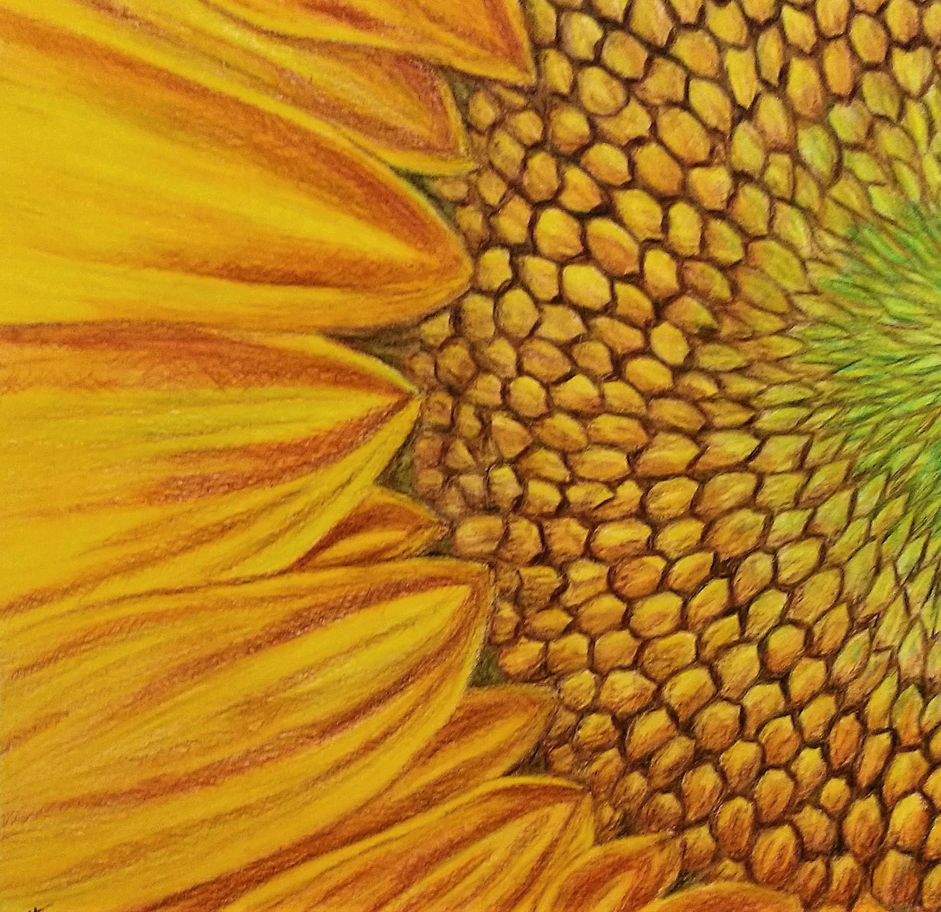 "Sunflower"  8"W x 8"H, colored pencil (SOLD)