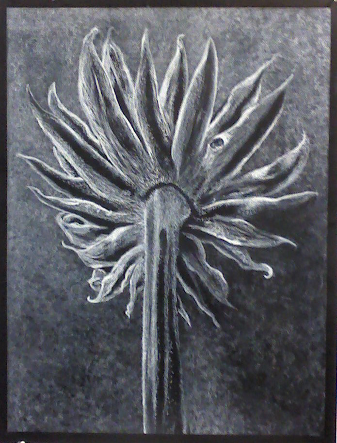 "Sunflower" 24W" x 30"H, conte