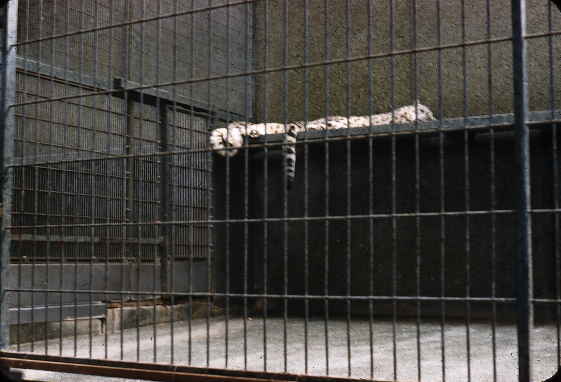 zoo 1958