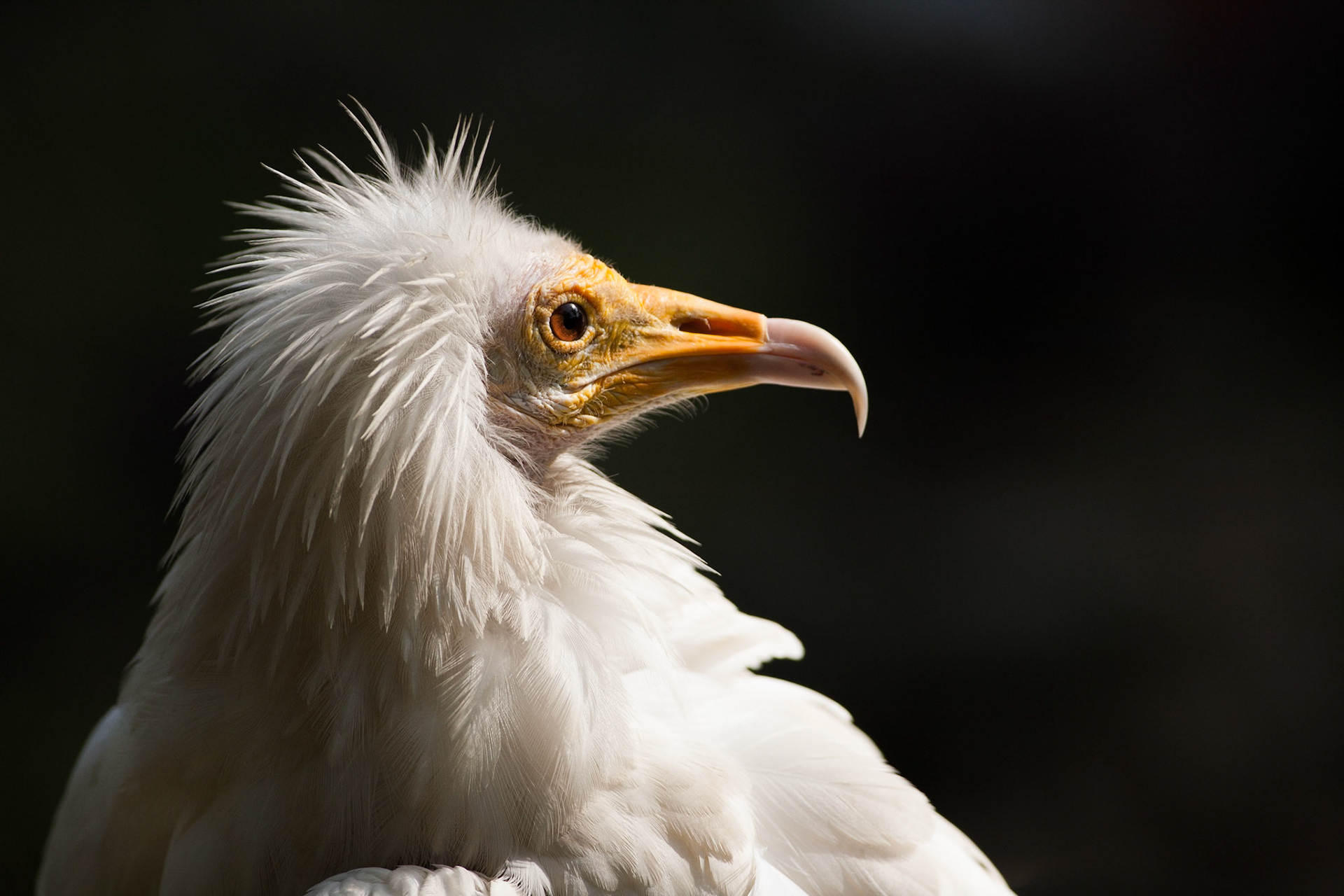 Kevin the Egyptian Vulture