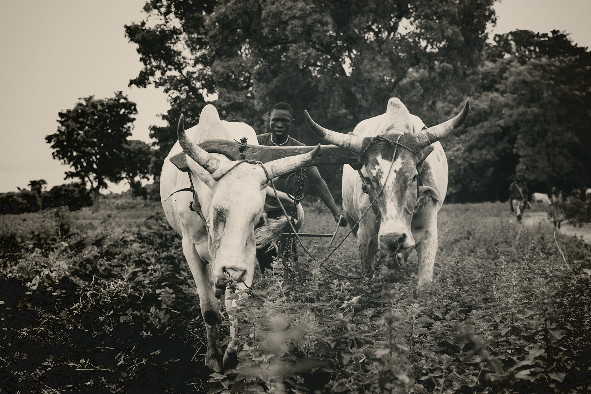 Teenager plows field with buffaloes - Ivory Coast 2019