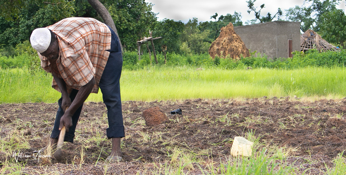 Man Seeding Fonio Senegal 2017