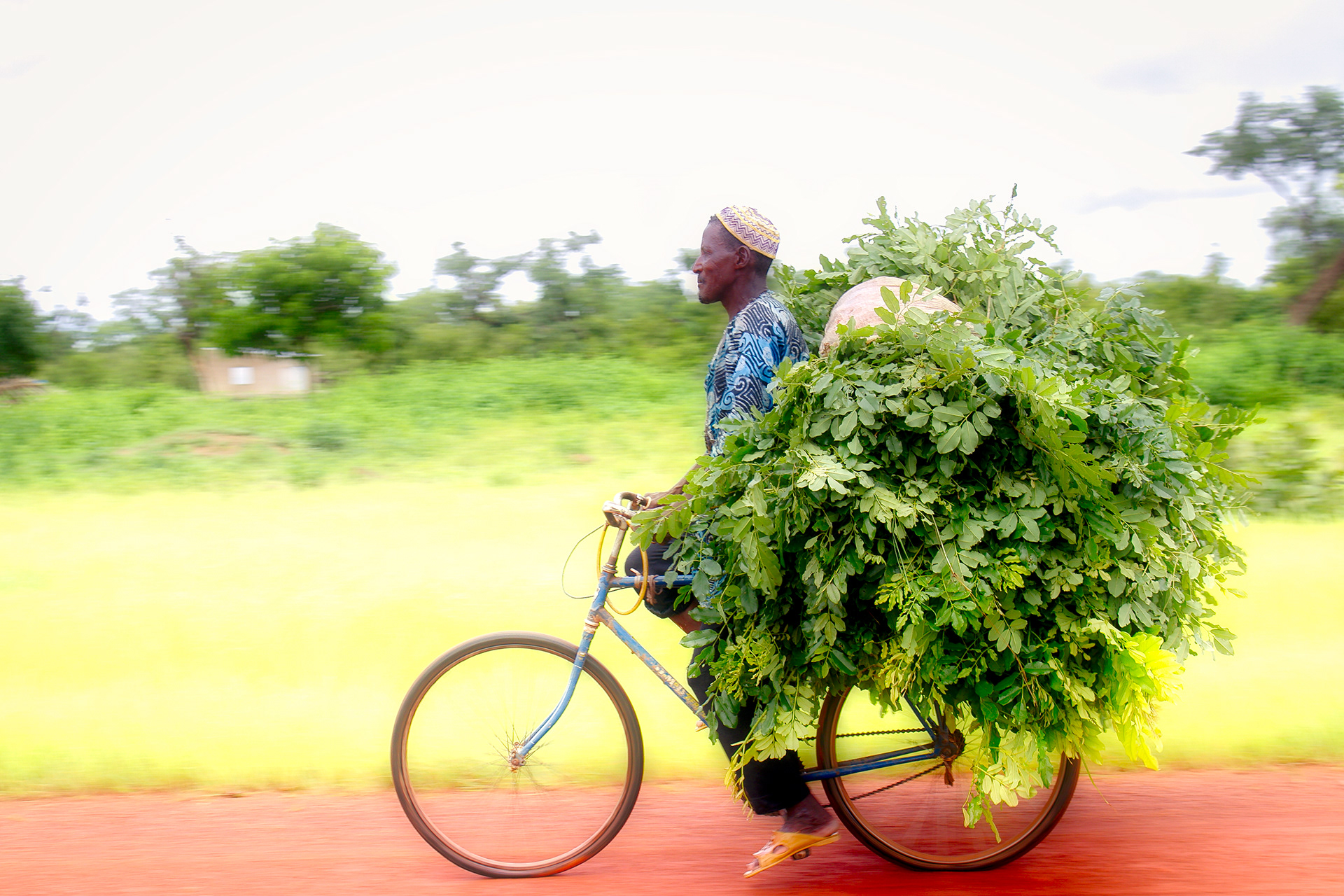 Man returning from a day in the fields with his fonio harvest - Senegal 2017