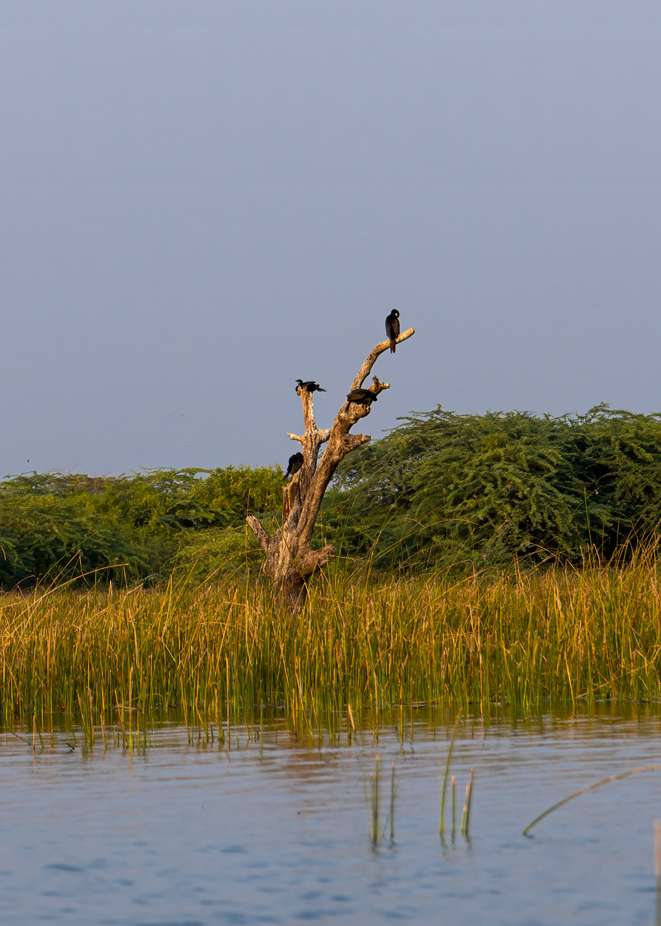 During the boat ride at Nalsarover Lake