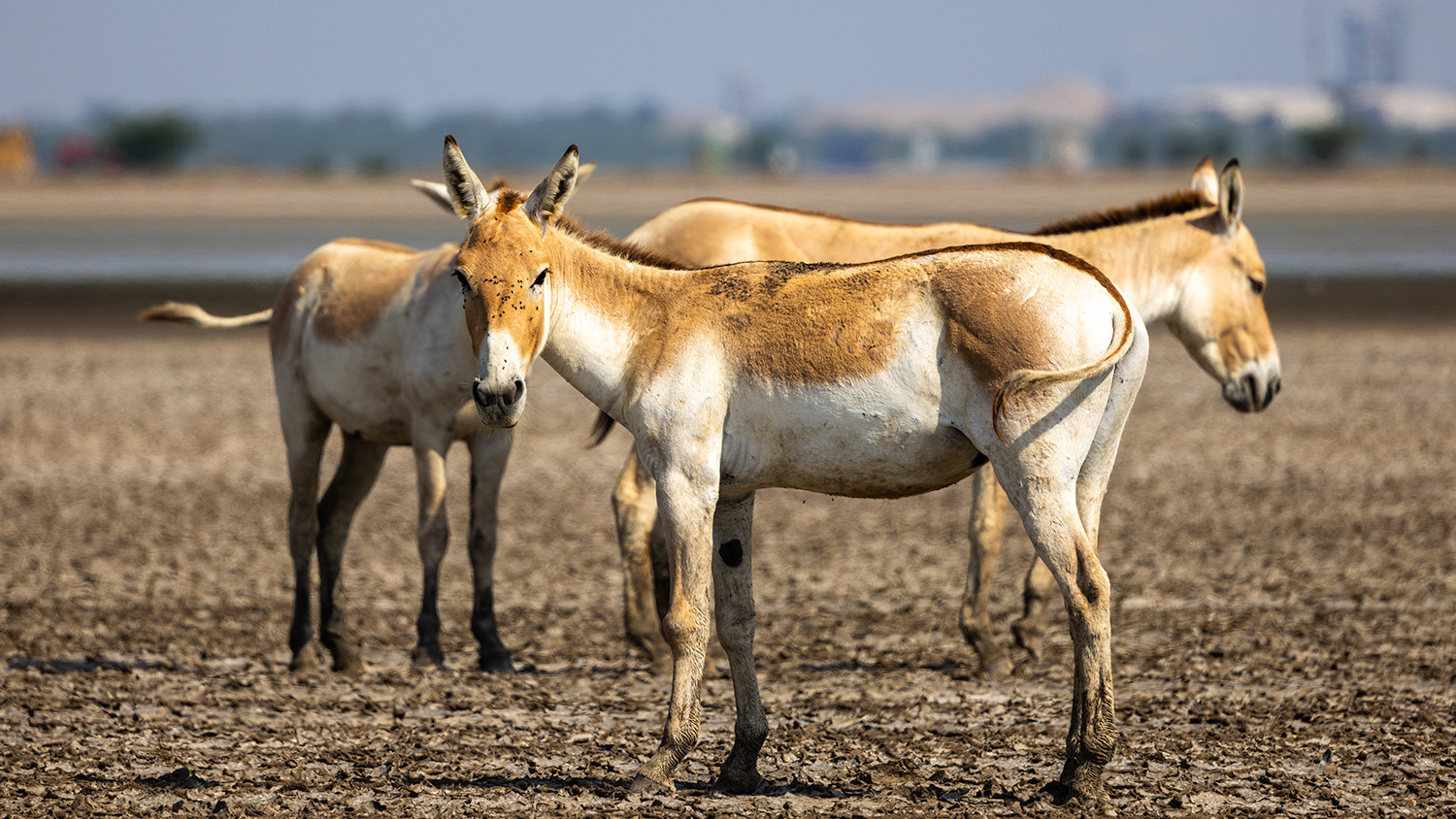 Asiatic Wild Ass