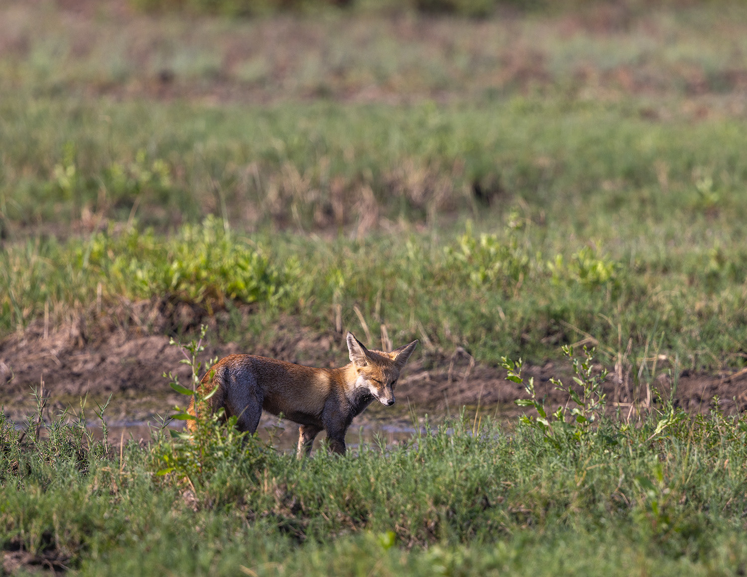 Wild Fox