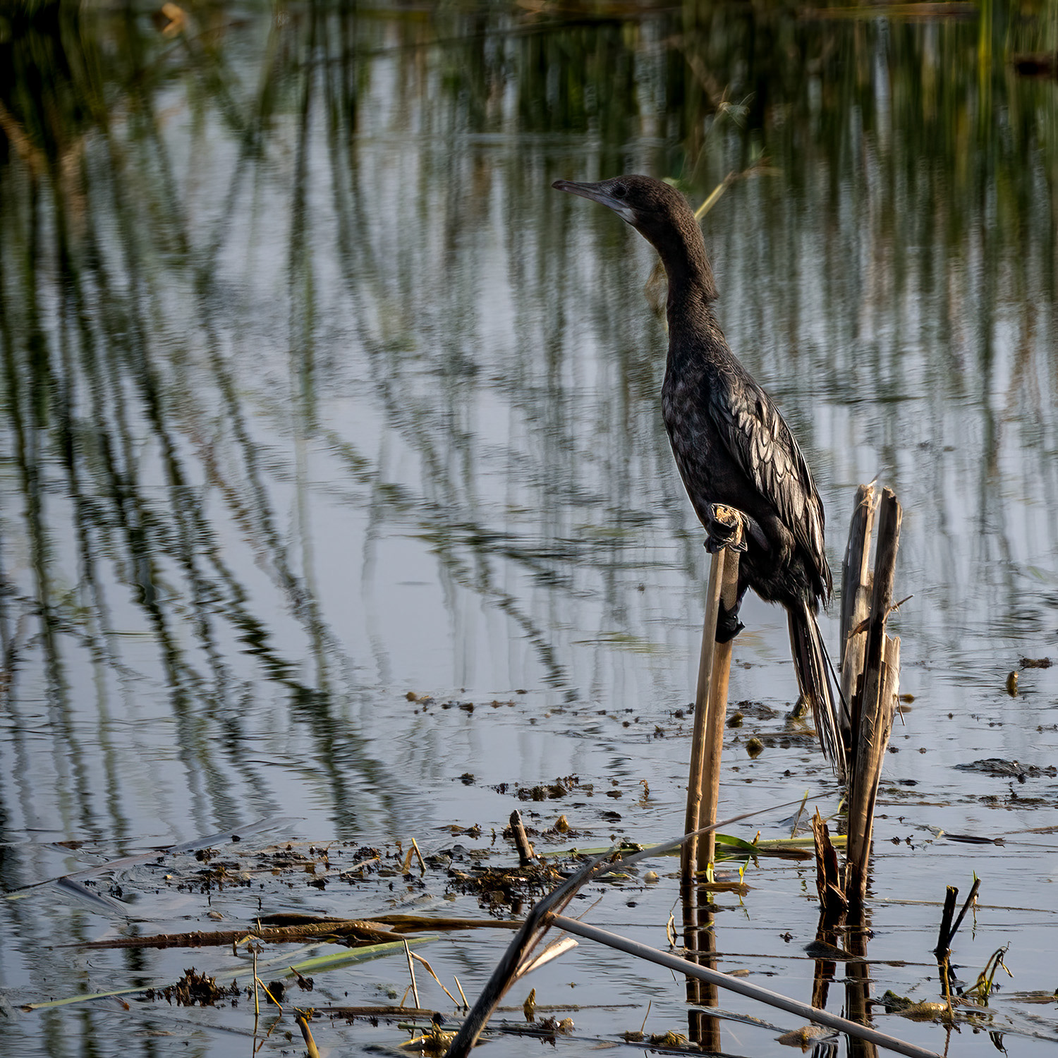 Little Cormorant Bird