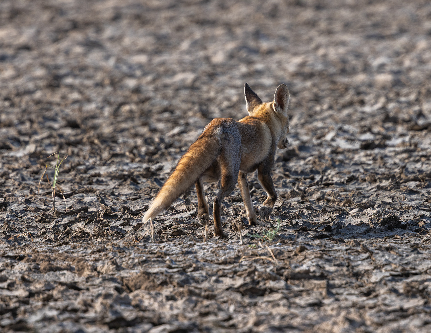 Wild Fox