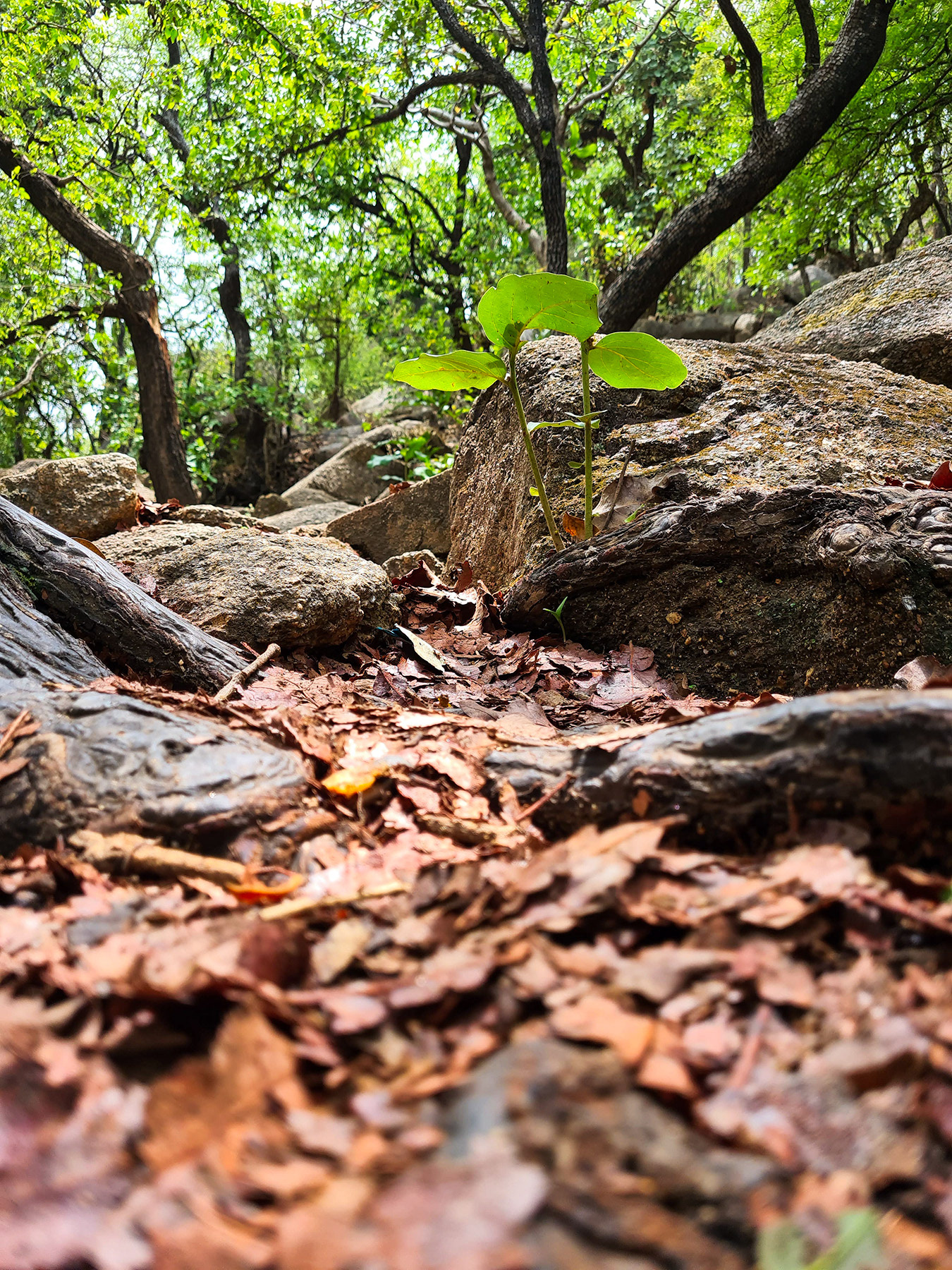 Our path to up Hill