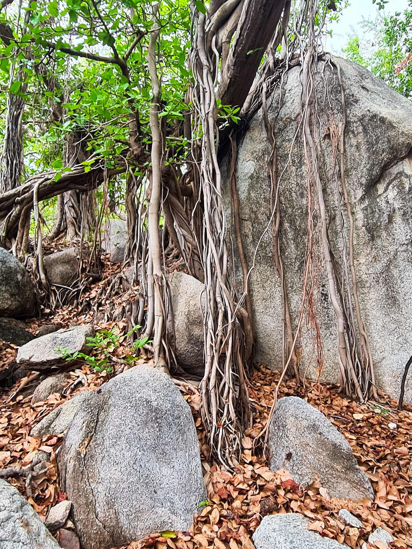 Resting place under the Banyan Tree