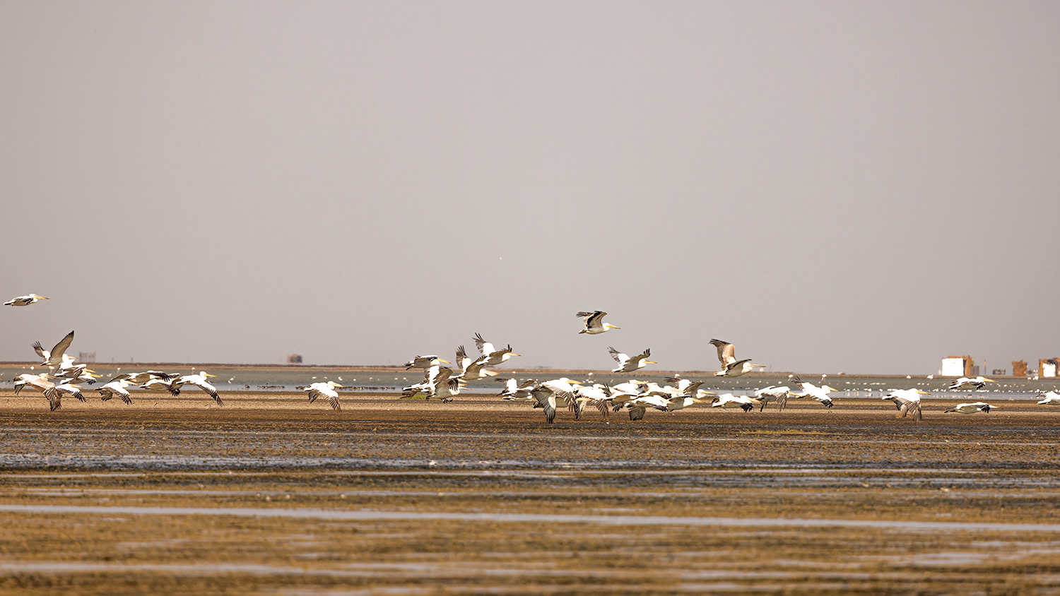 Flock of migratory birds