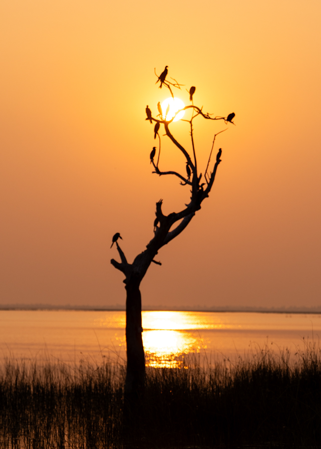 Arrival of Birds at Evening at Nalsarover