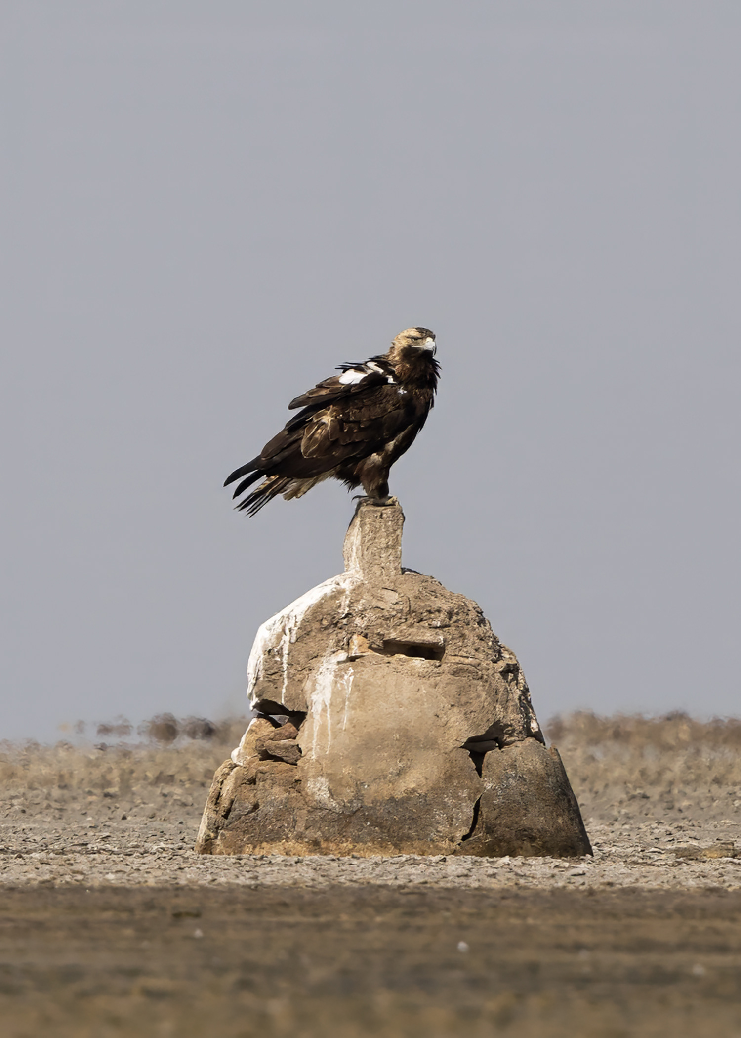 Greater Spotted Eagle