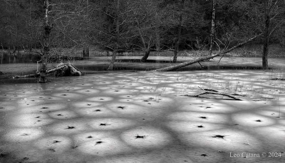 Flooded meadow on a winter day. Hesede Skov, Denmark. Black and white landscape photography