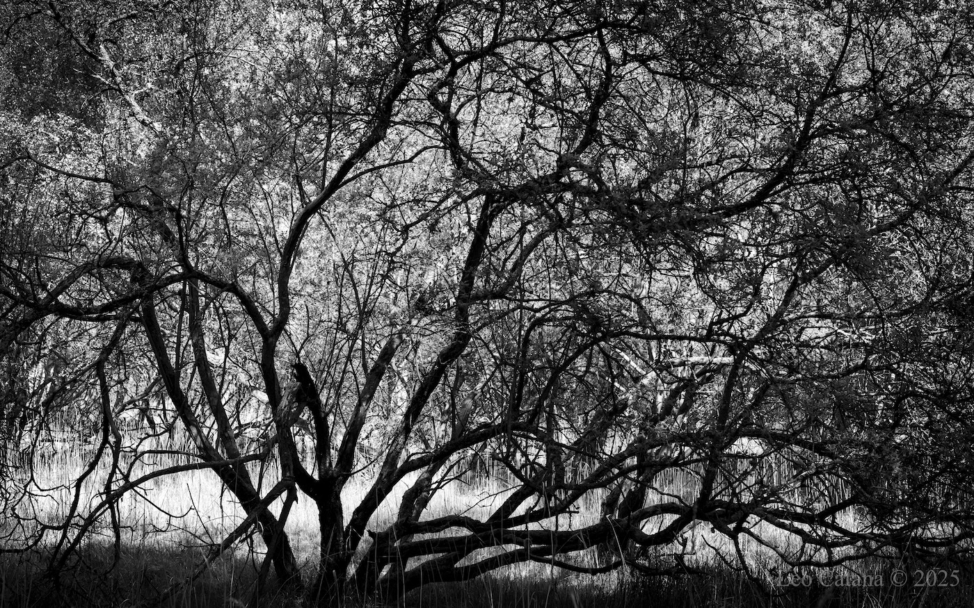 Treescapes, Pinseskoven, Amager Fælled