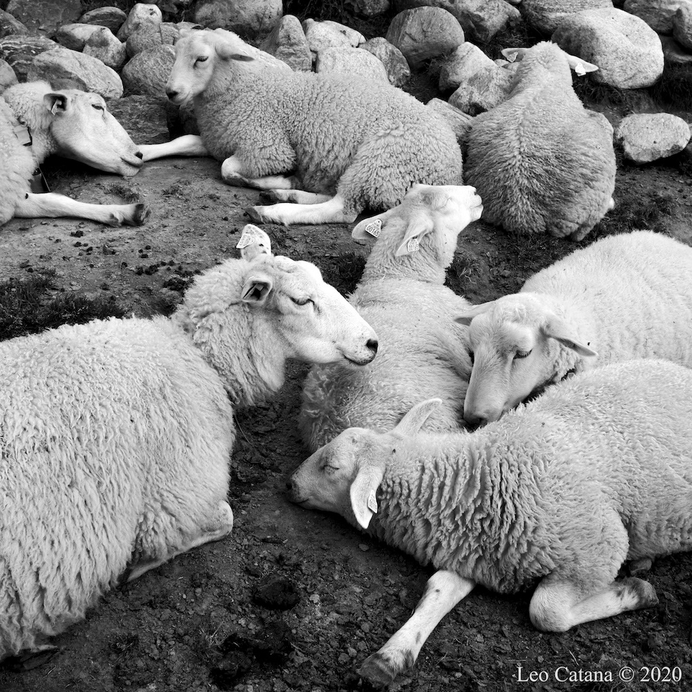 Animal community. Sheep. Dovre, Norway. Black and white image.