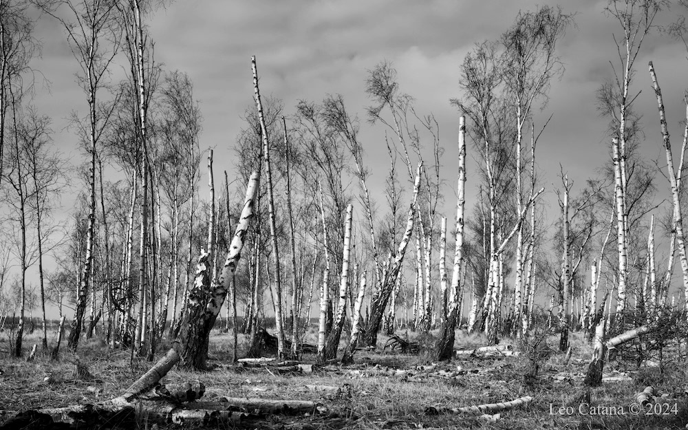 Ecological migration and vulnerability. Pinseskoven, Amager, Denmark. Black and white image