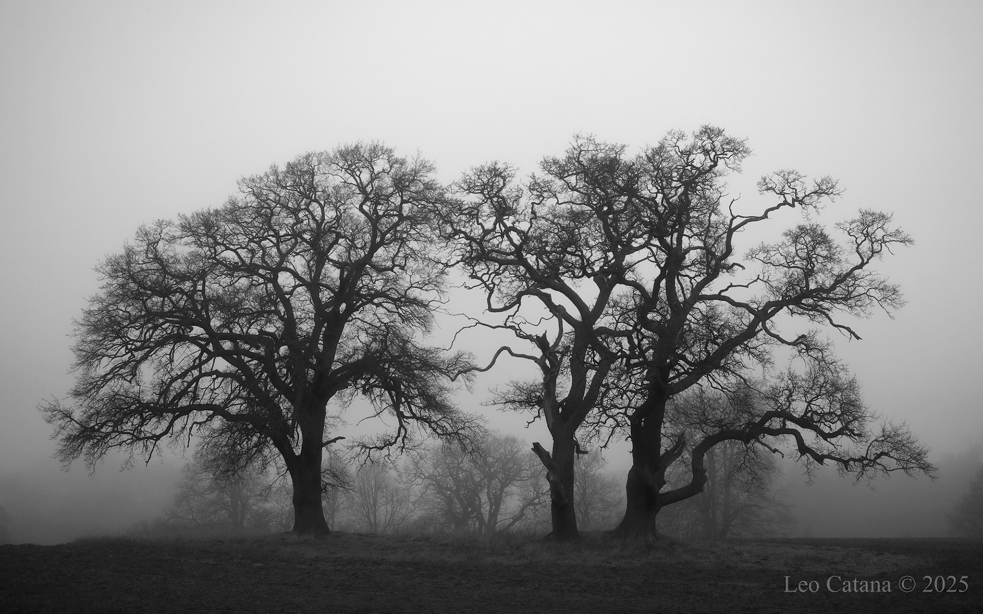 Black and white landscape photography. Dormant nature